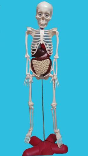Cuerpo humano anatomía salud sistemas organos hombre